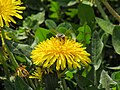 * Предлог Bee at the dandellion flower in Park of Culture and rest. Kokand, Fergana Region, Uzbekistan. --Красный 07:12, 1 June 2024 (UTC) * Се бара оцена