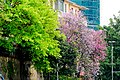 路边的春色Scenery in Guangzhou, China - panoramio.jpg