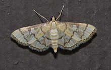 - 5182 - Blepharomastix ranalis - Hollow-spotted Blepharomastix Moth (18421035410).jpg