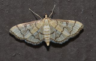 <i>Blepharomastix ranalis</i> Species of moth