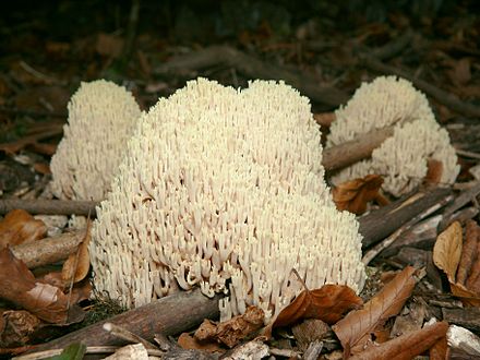 Как называется гриб похожий. Гриб Рогатик коралловидный. Ramaria stricta гриб. Ежовик, Оленьи рожки.. Белый Рогатик гриб.