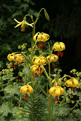 Lirio de los Pirineos (Lilium pyrenaicum)