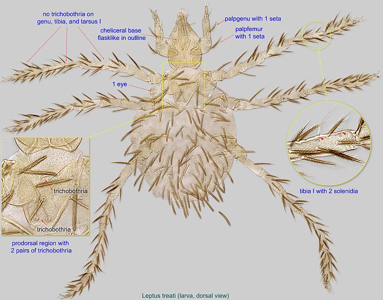 File:1-Leptus treati larva dors paratype reared BF40.jpg