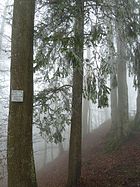 (LSG:BW-4.26.022)_Bussen, Raureif auf dem Bussenberg