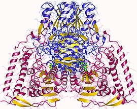 Illustratieve afbeelding van het artikel Pyruvaat dehydrogenase