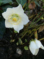 Helleborus niger