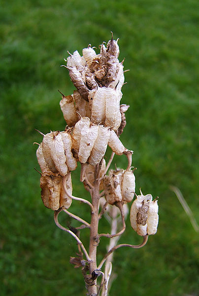 File:2007-03-29Aconitum napellus06.jpg