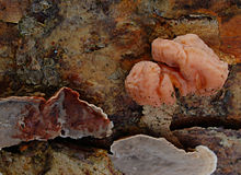 2008-02-29 Tremella encephala Stereum sanguinolentum.jpg