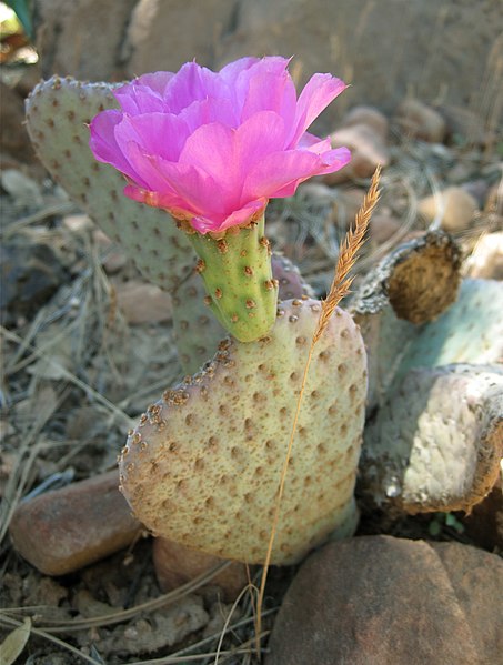 File:2009-365-153 Heart Flower (3590170983).jpg