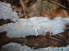 2011-10-11 Exidiopsis calcea (Pers.) K. Wells 204792.jpg