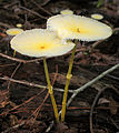 Gebrechlicher Faltenschirmling Leucocoprinus fraglissimus