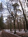 Fagus sylvatica (Rotbuche)