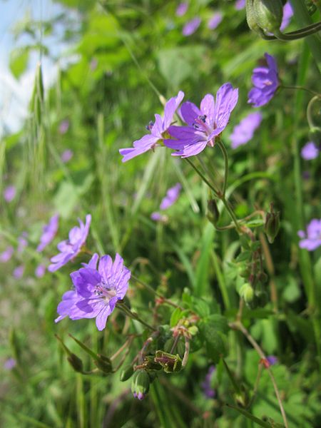 File:20130530Storchenschnabel Altlussheim2.jpg