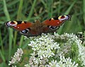 Aglais io (Tagpfauenauge), Nymphalidae (Edelfalter)