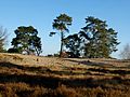 Nederlands: Lange Duinen met grove den Pinus sylvestris en ruwe berk Betula pendula