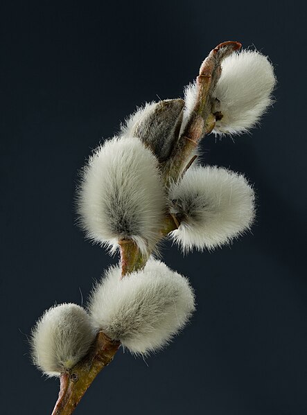 File:2015-02-28 Close-ups of Salicaceae flowers, Weinviertel (Producer M. Stich).jpg