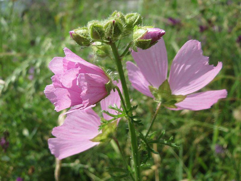 File:20160620Malva moschata4.jpg