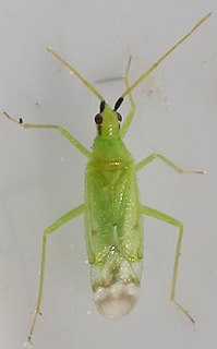 <i>Macrolophus pygmaeus</i> Species of true bug