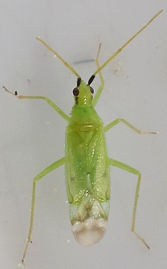 Description de l'image 20170611 Macrolophus pygmeus Lohja Finland Petro Pynnönen.jpg.