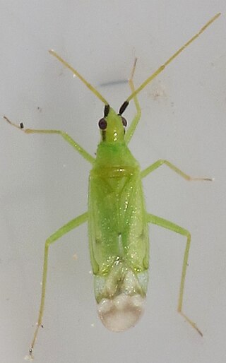 <i>Macrolophus pygmaeus</i> Species of true bug