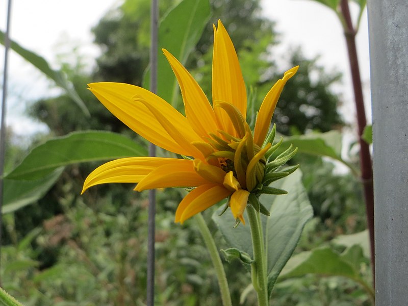 File:20170824Helianthus tuberosus1.jpg