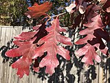 Quercus alba, or white oak.