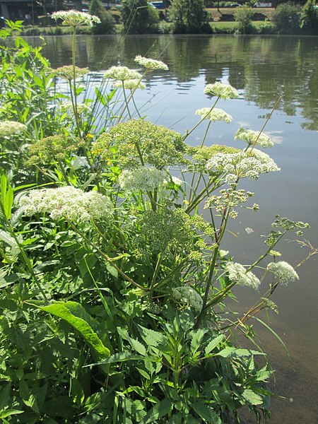 File:20190801Angelica sylvestris3.jpg