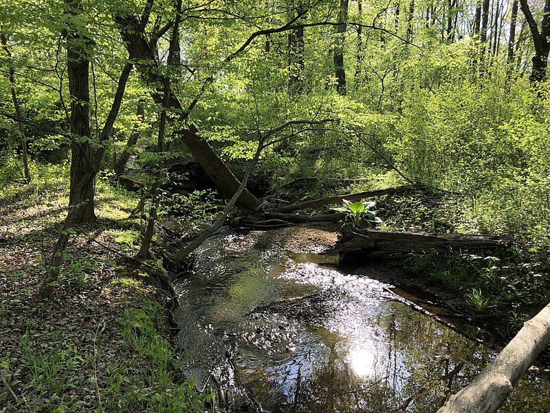 File:2021-04-20 17 18 51 View west down Big Rocky Run within Rocky Run Stream Valley Park in Greenbriar, Fairfax County, Virginia.jpg