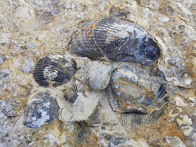 File:2021-07-21 Fossilien, Versteinerungen in Tauberbischofsheim 7.jpg