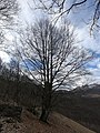 wikimedia_commons=File:20220123-grandi_alberi-044.jpg