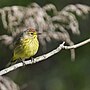 Thumbnail for File:20240423 palm warbler south meadows PD209913.jpg