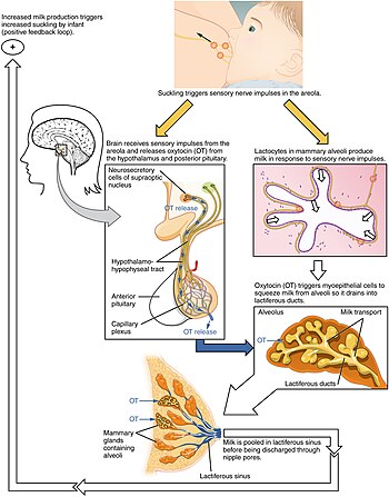 Pregnancy, breastfeeding and hormones