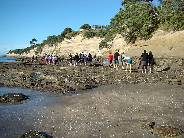 Geology trip at Waiake, showing exposed Waitemata Group sandstone cliffs