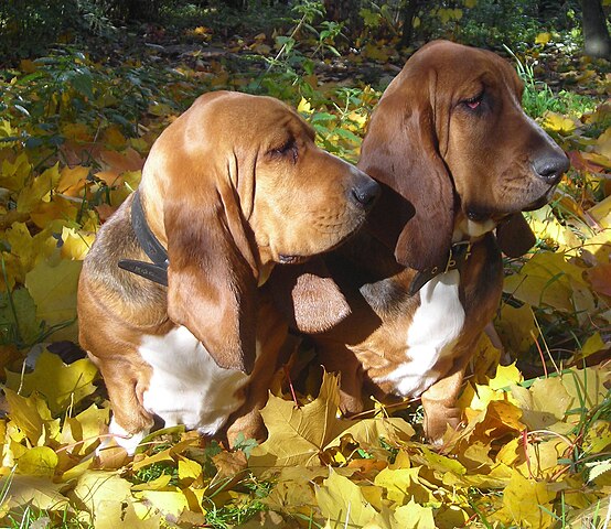 Basset hounds with dog ears