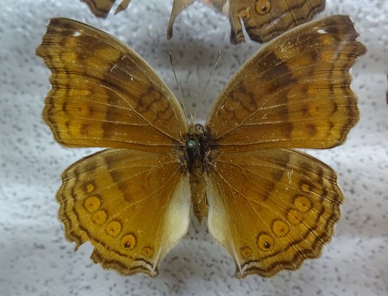 File:566-Junonia hedonia.JPG