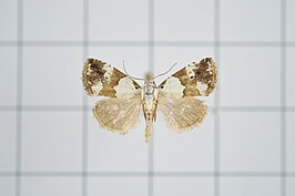 Maliattha picata