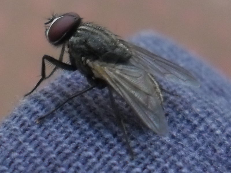 File:A fly in cloth.JPG