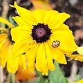 A yellow ladybug on a sunflower..jpg