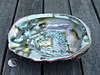 Cangkerang abalon yang kosong