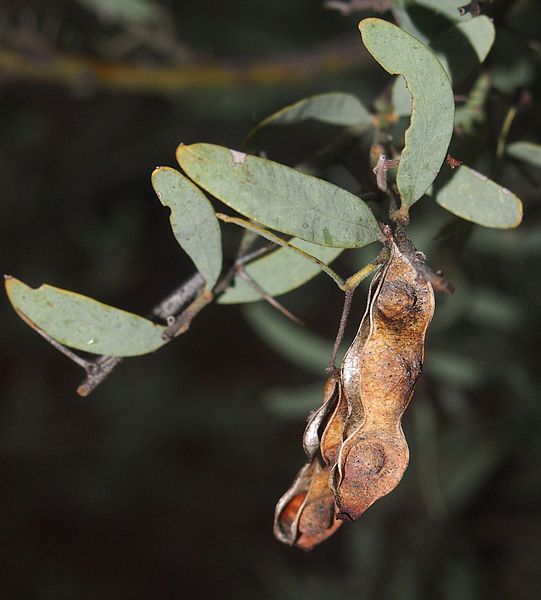 File:Acacia victoriae legumes.jpg