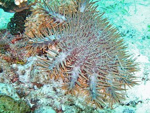 Crown-Of-Thorns Starfish