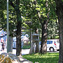Thumbnail for File:Acer saccharinum in miljakovacki park.jpg