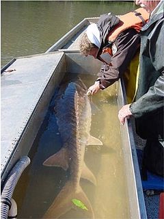 Gulf sturgeon Subspecies of fish