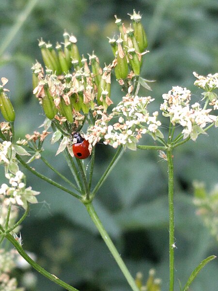 File:Adalia bipunctata (Tweestippelig lieveheersbeestje) - Noordwijk, NL.jpg v2.jpg