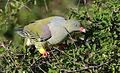 African green pigeon, Treron calvus, Kruger main road near Punda Maria turn-off, Kruger National Park, South Africa (25939683650).jpg