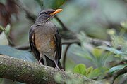 Turdus pelios