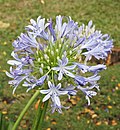 Vignette pour Agapanthus africanus