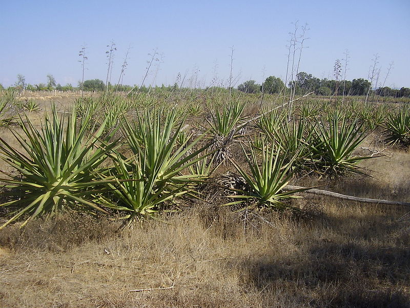 File:Agave negev1.jpg