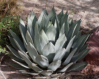 <i>Agave palmeri</i> Species of flowering plant