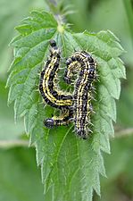 Caterpillars of Aglais urticae